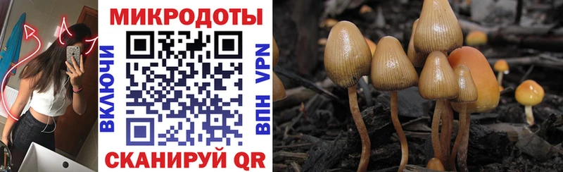 Псилоцибиновые грибы Cubensis  Петровск-Забайкальский 